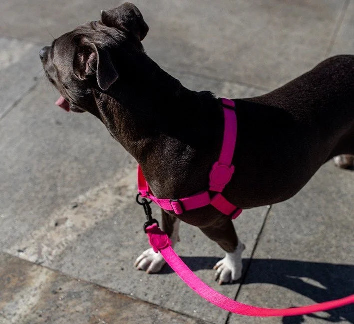 Pink LED | Adjustable Air Mesh Harness Sheddingspetsupplies