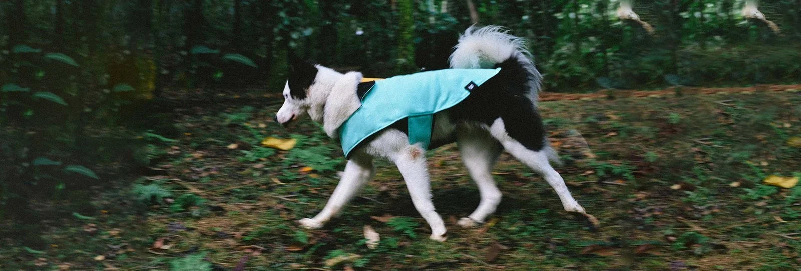 Mint | Winter Coat Sheddingspetsupplies