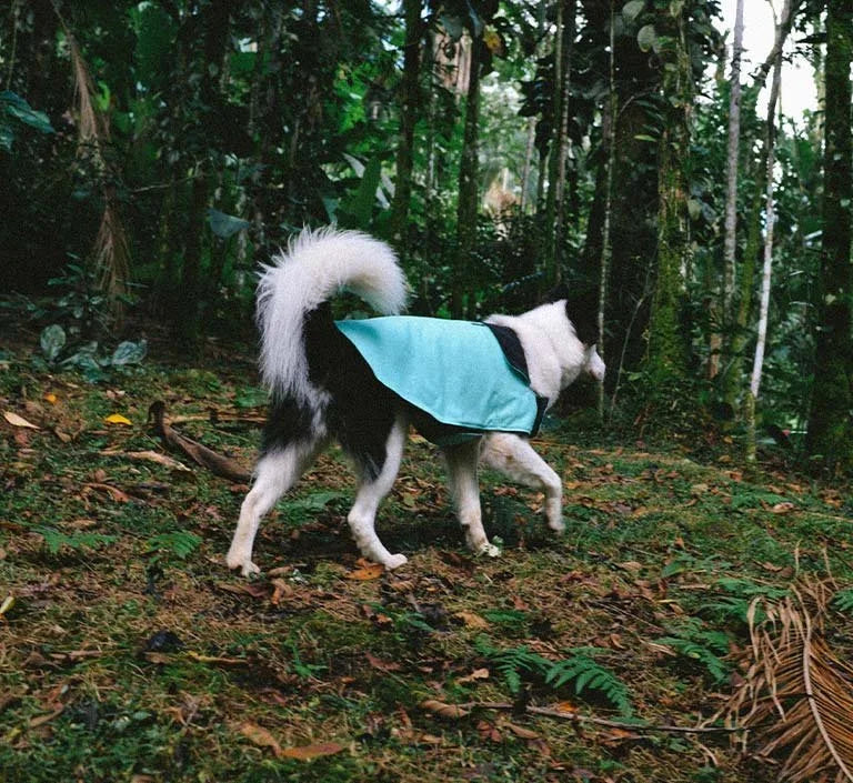Mint | Winter Coat Sheddingspetsupplies