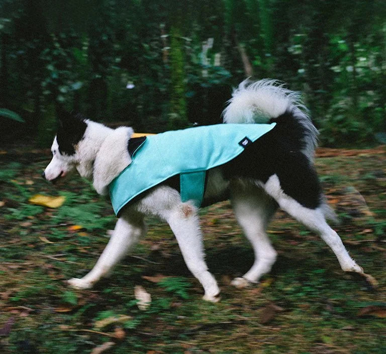 Mint | Winter Coat Sheddingspetsupplies
