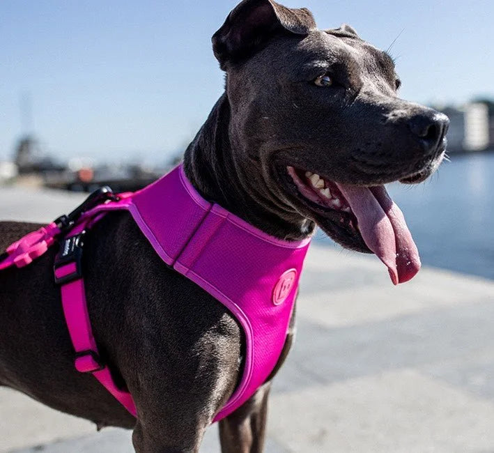 Pink LED | Adjustable Air Mesh Harness Sheddingspetsupplies