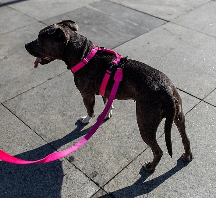 Pink LED | Adjustable Air Mesh Harness Sheddingspetsupplies