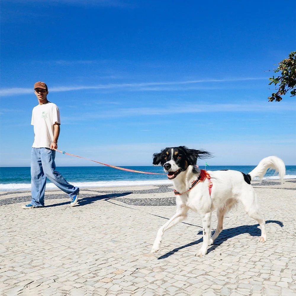 Segundo | Long Leash 2.0 Sheddingspetsupplies