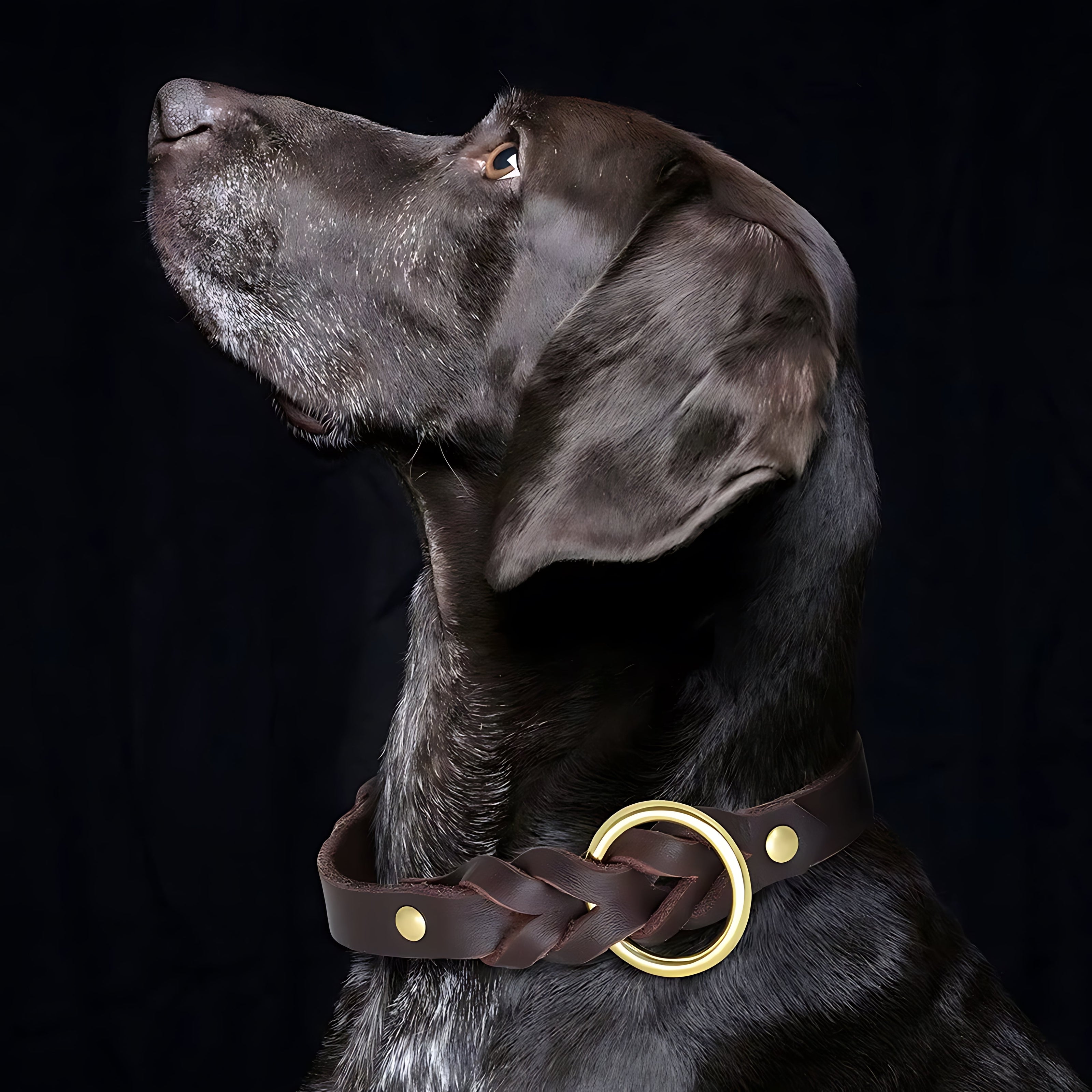 Genuine Leather Dog Collar & Leash Set – Braided Heavy Duty Lead for Medium & Large Dogs Sheddings Pet Supplies
