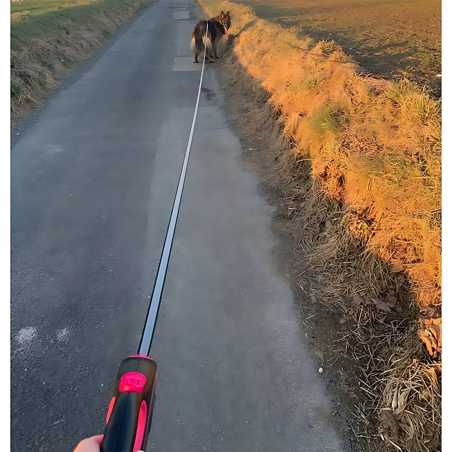 Retractable Dog Lead 5m  8m – Heavy Duty Adjustable Walking Leash (Up to 50kg) Sheddings Pet Supplies